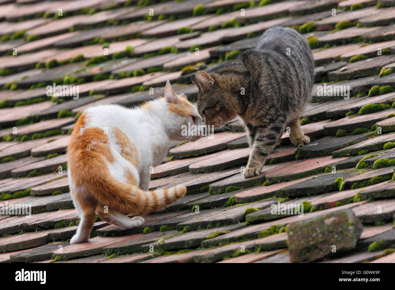 Two cats fight on the roof Stock Photo