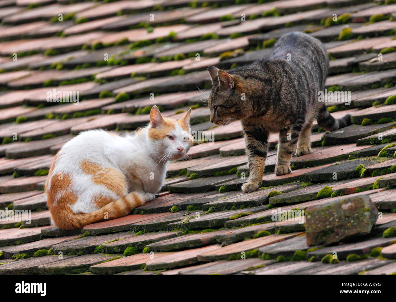 Two cats fight on the roof Stock Photo