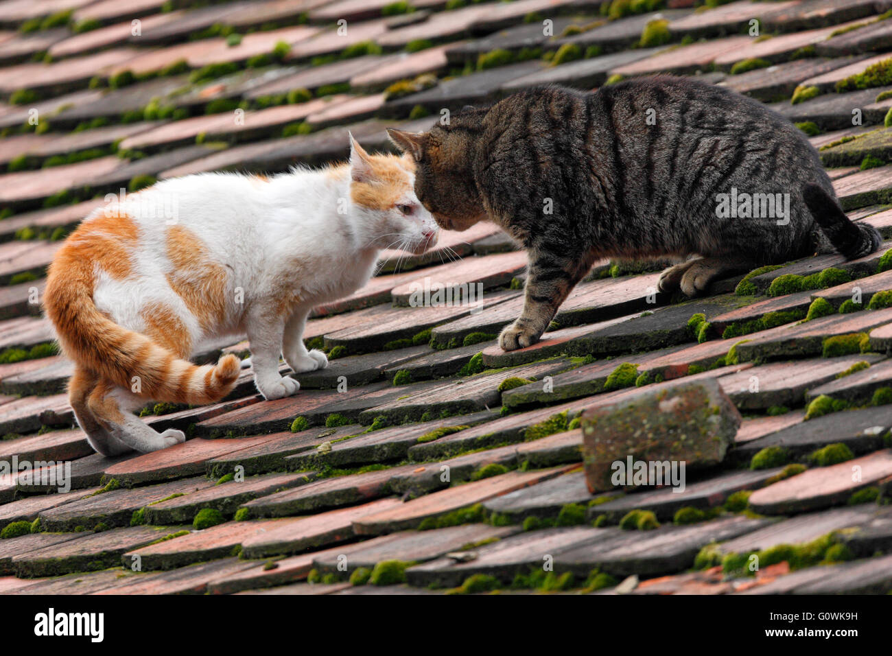 Two cats fight on the roof Stock Photo