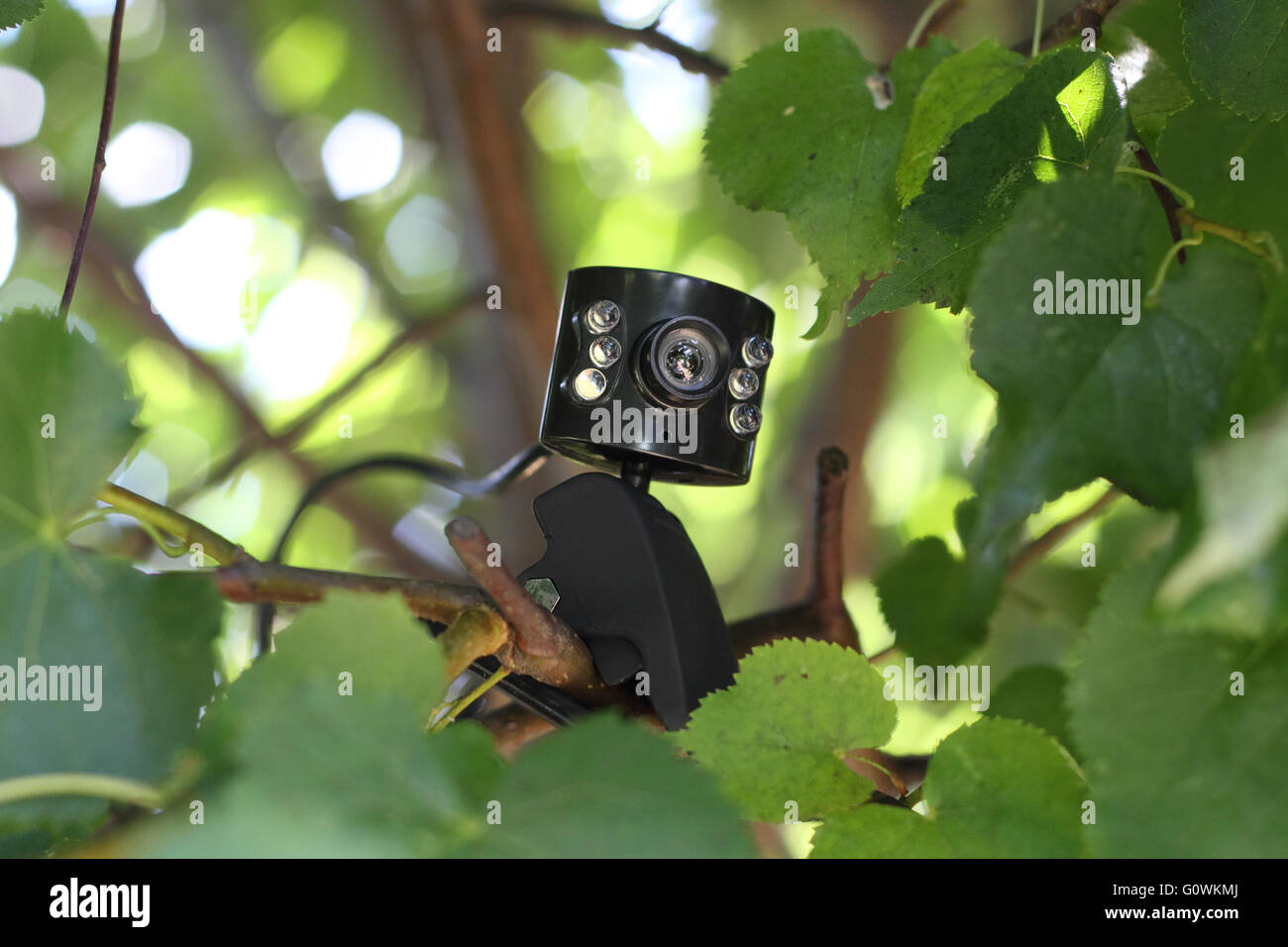 Web camera on the branch of the tree photo Stock Photo