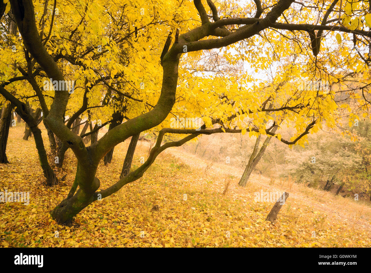 Tree With Gold Leaf High Resolution Stock Photography and Images - Alamy