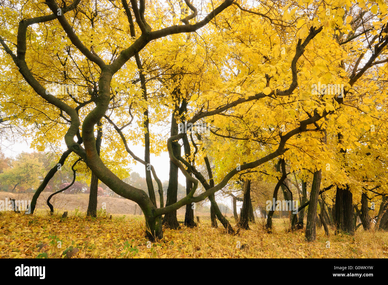 unusual tree with gold leaves in autumn Stock Photo Alamy
