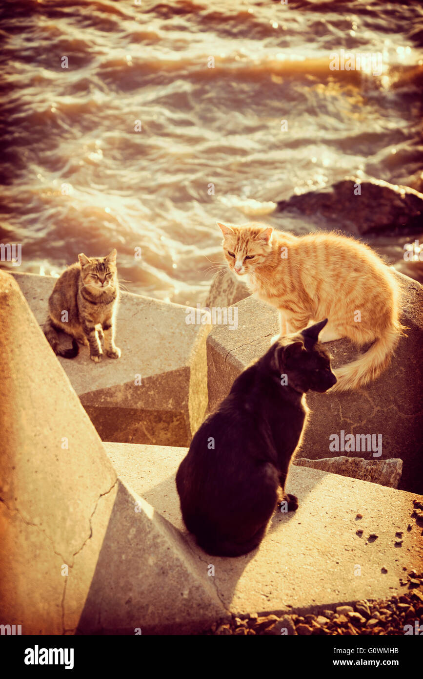 Group of wild homeless cats sitting on harbor stones at ocean water coast, summer vacation. Stock Photo