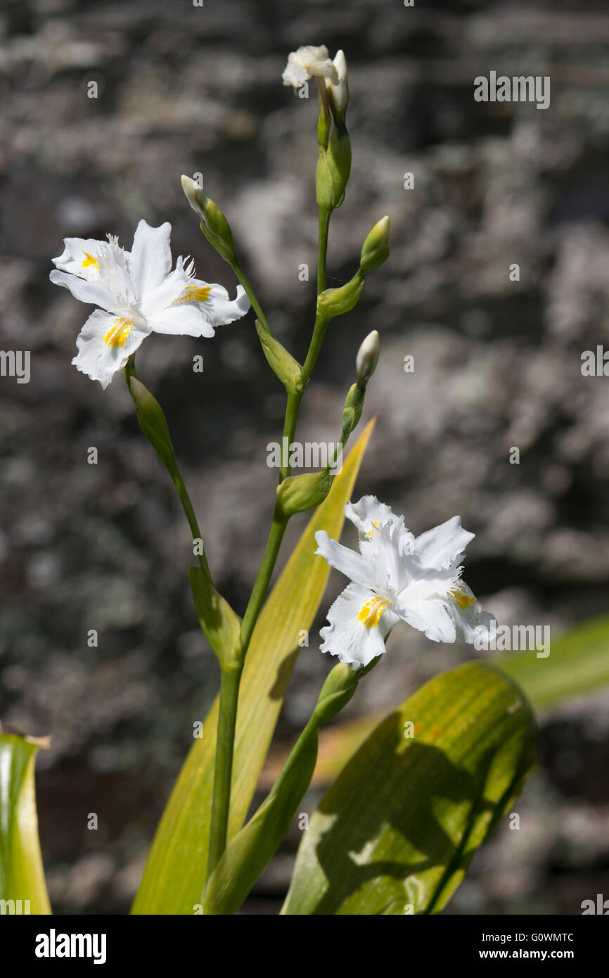 Yellow centred white flowers of the cane stemmed bamboo iris, Iris confusa Stock Photo