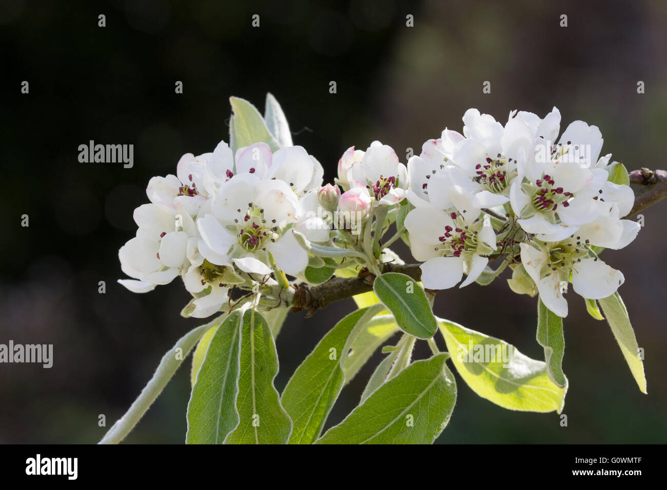 White spring blossom of the Mediterranean snow pear, Pyrus nivalis, a small deciduous tree Stock Photo