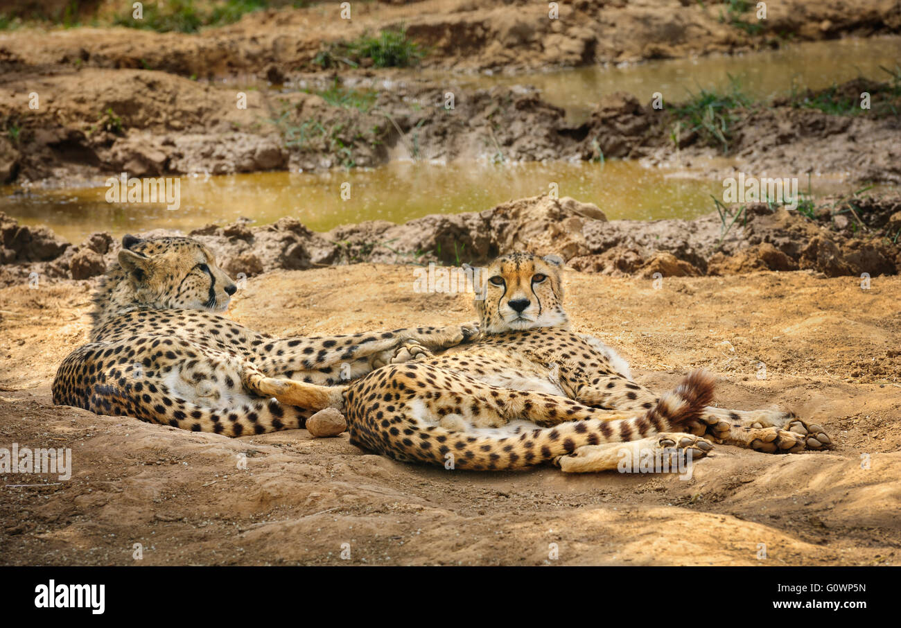 Two cheetah lying on ground Stock Photo