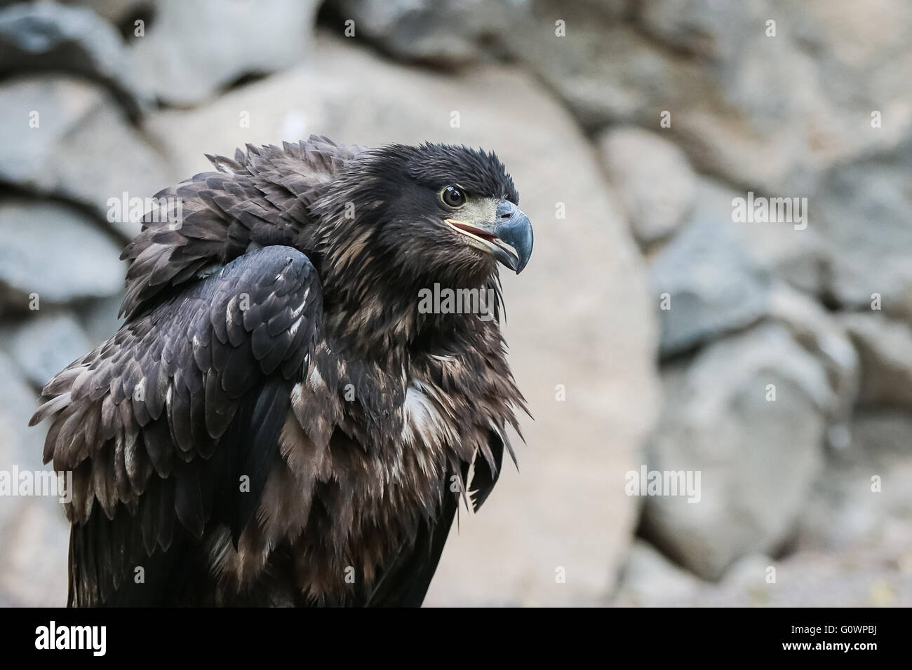 Young golden eagle hires stock photography and images Alamy