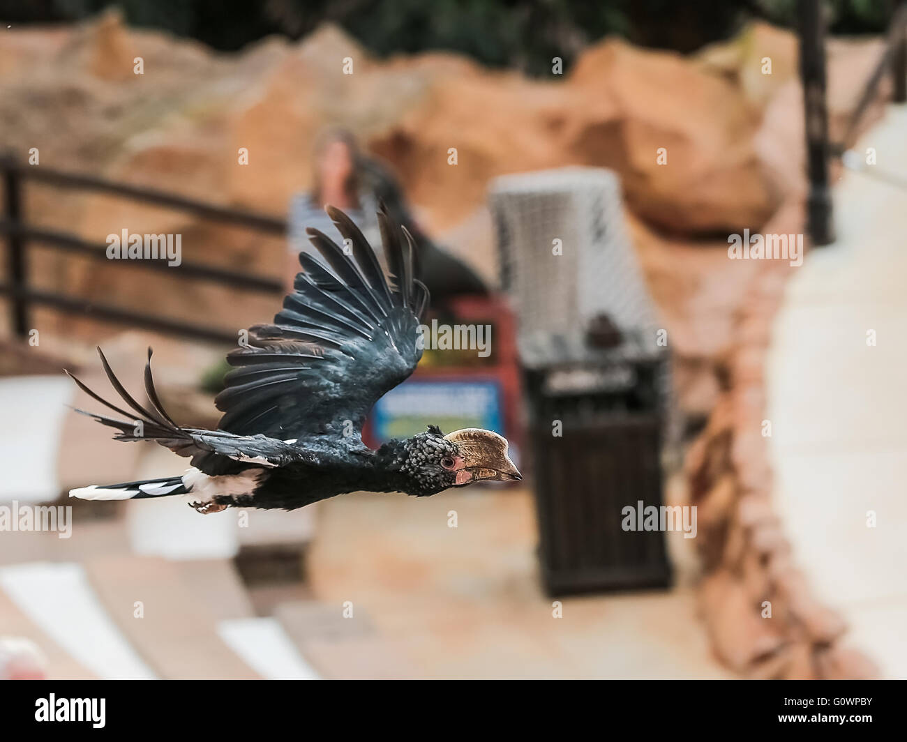 Trumpeter Hornbill (Bycanistes bucinator) Stock Photo