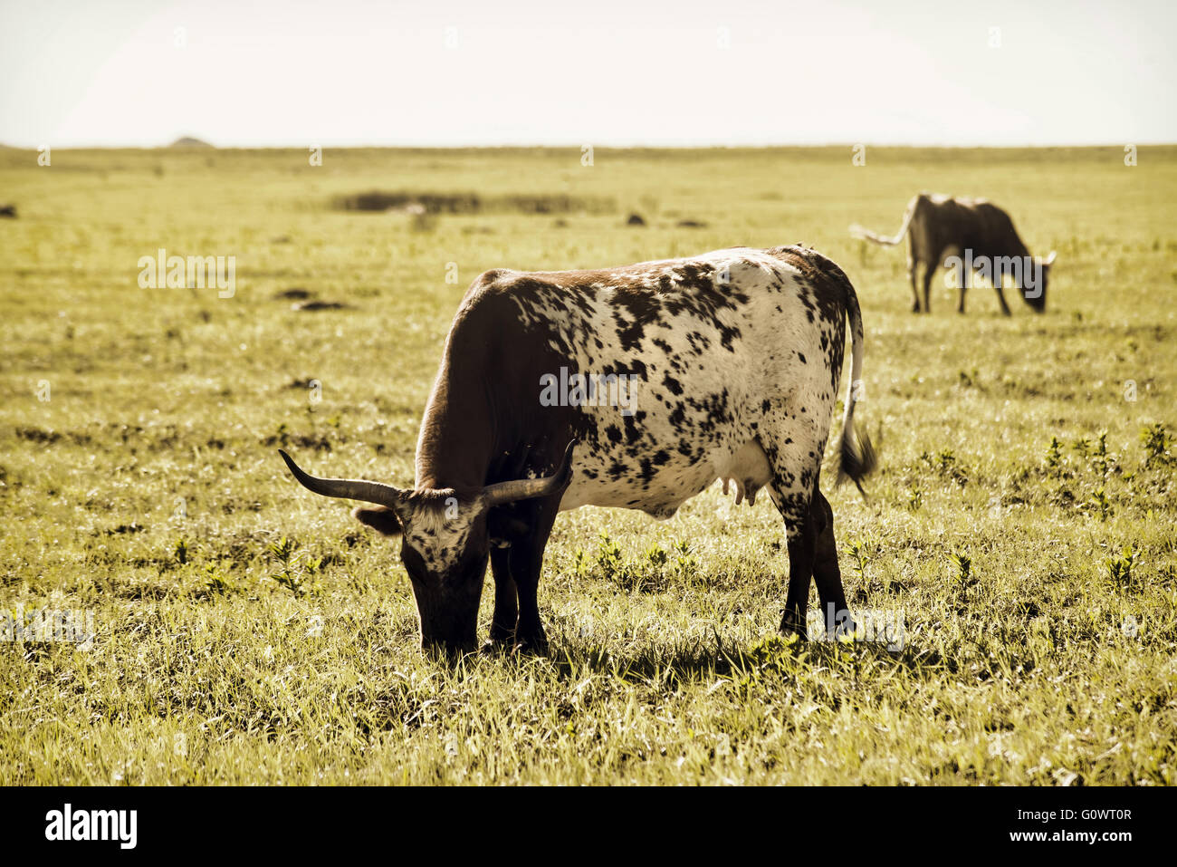 Angus cows longhorn hires stock photography and images Alamy