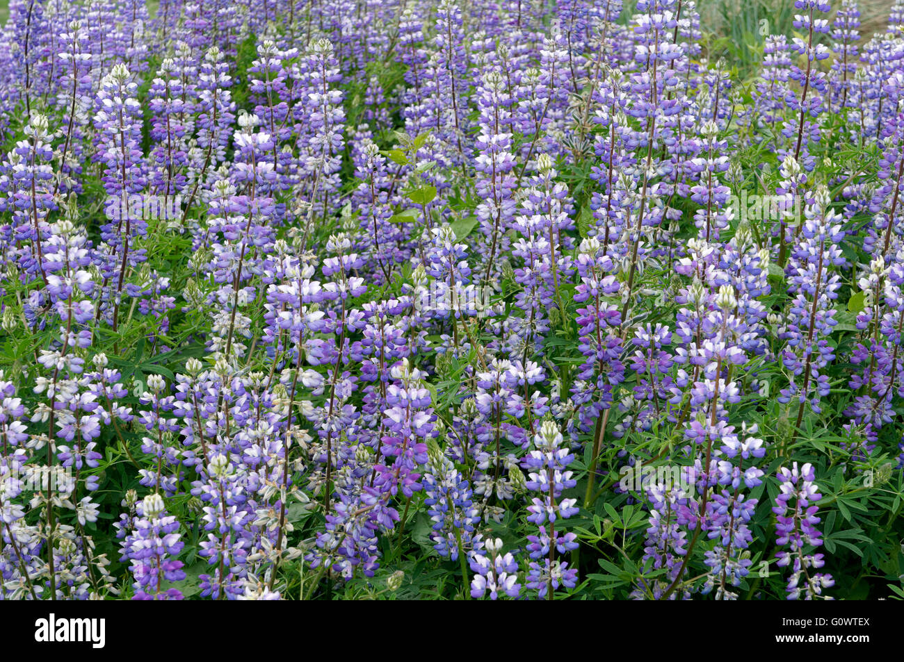 Purple Arctic Lupine or lupin flowers Lupinus arcticus in Vancouver, British Columbia, Canada Stock Photo