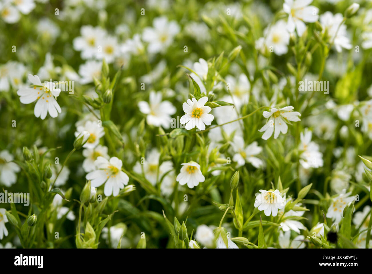 Flowers of Common Mouse-ear Stock Photo