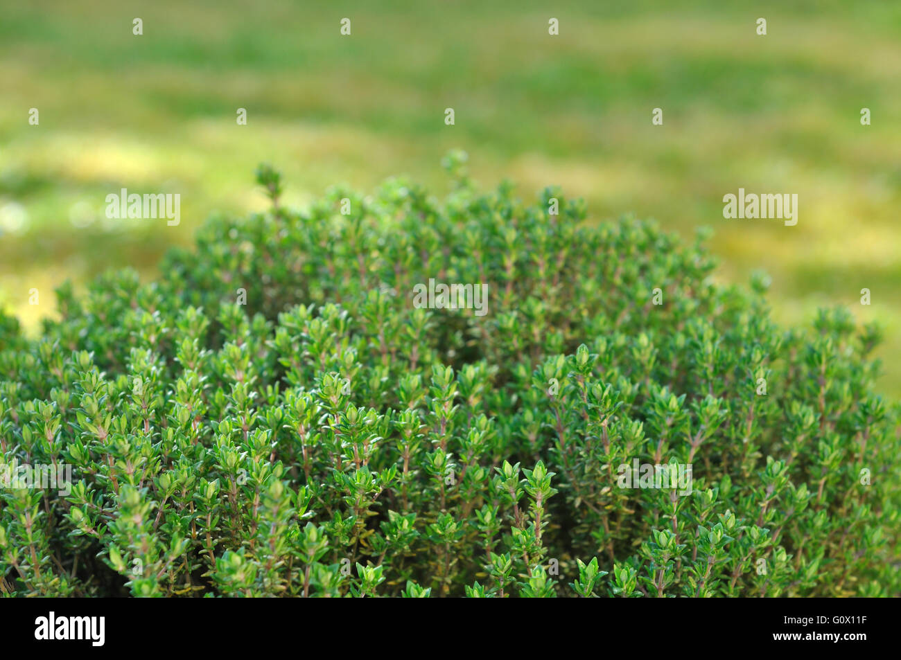 close on thyme in garden Stock Photo