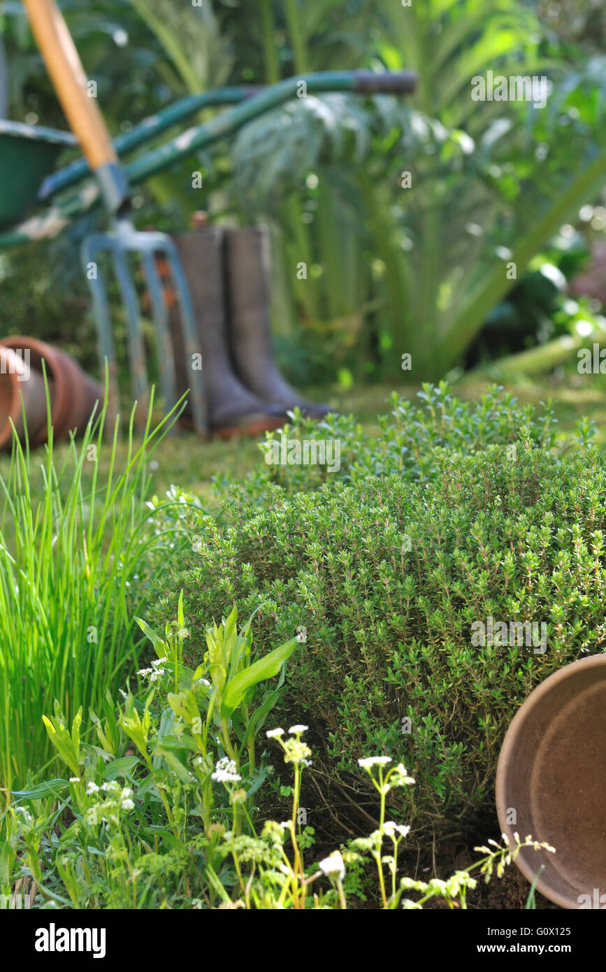 aromatic herbs in front of gardening tools Stock Photo