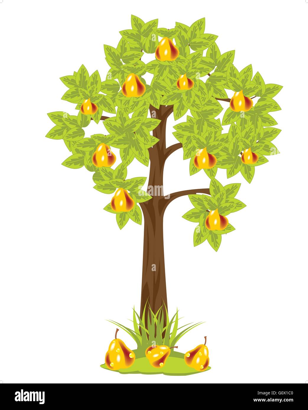 Tree with ripe pear on white background is insulated Stock Vector Image ...