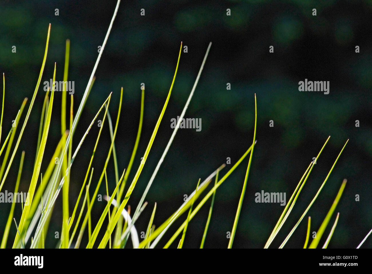 close up young leaves of grass Stock Photo
