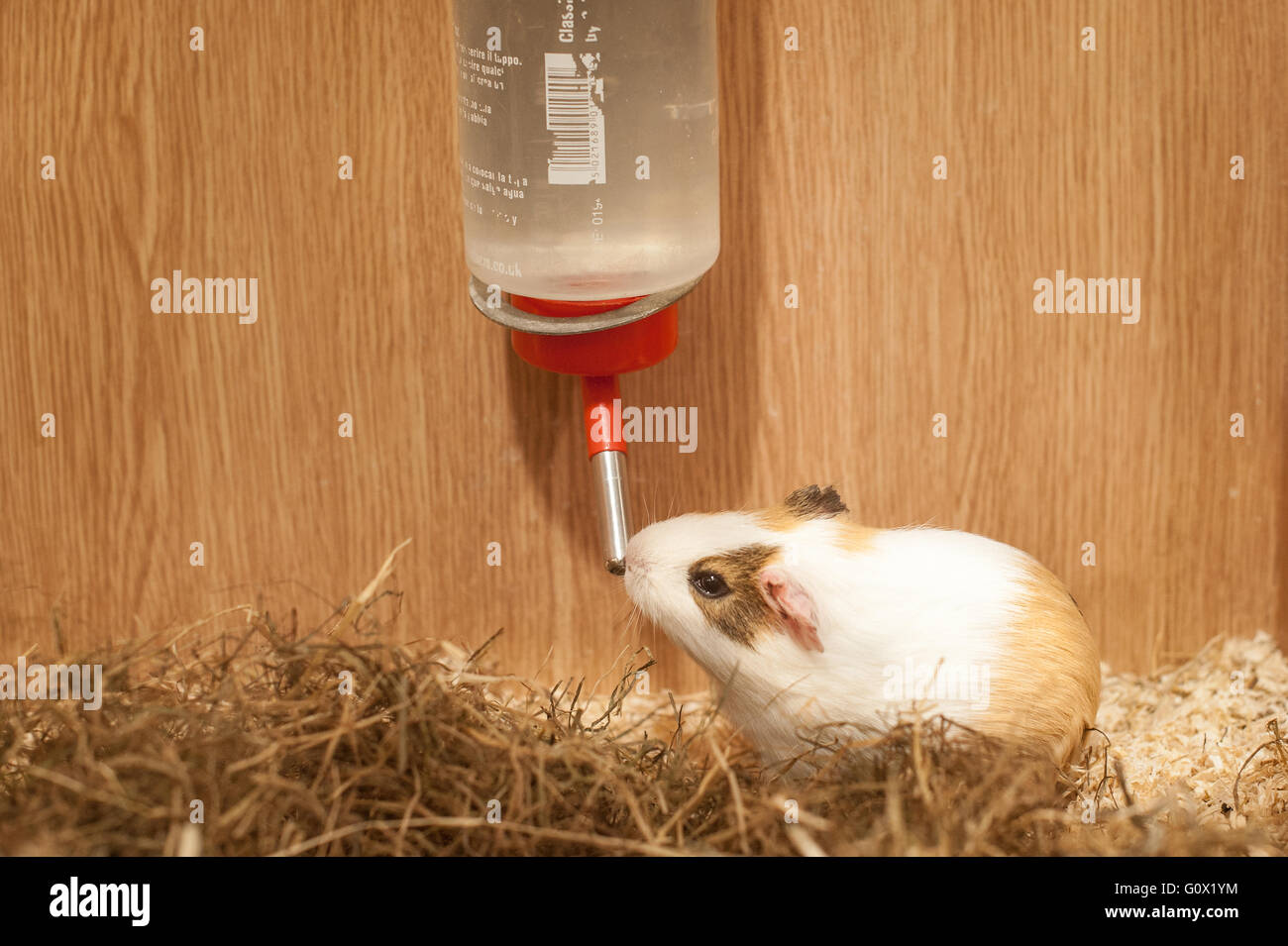 Guinea Pig Drinking From Water Drop Feeder Stock Photo 103834520