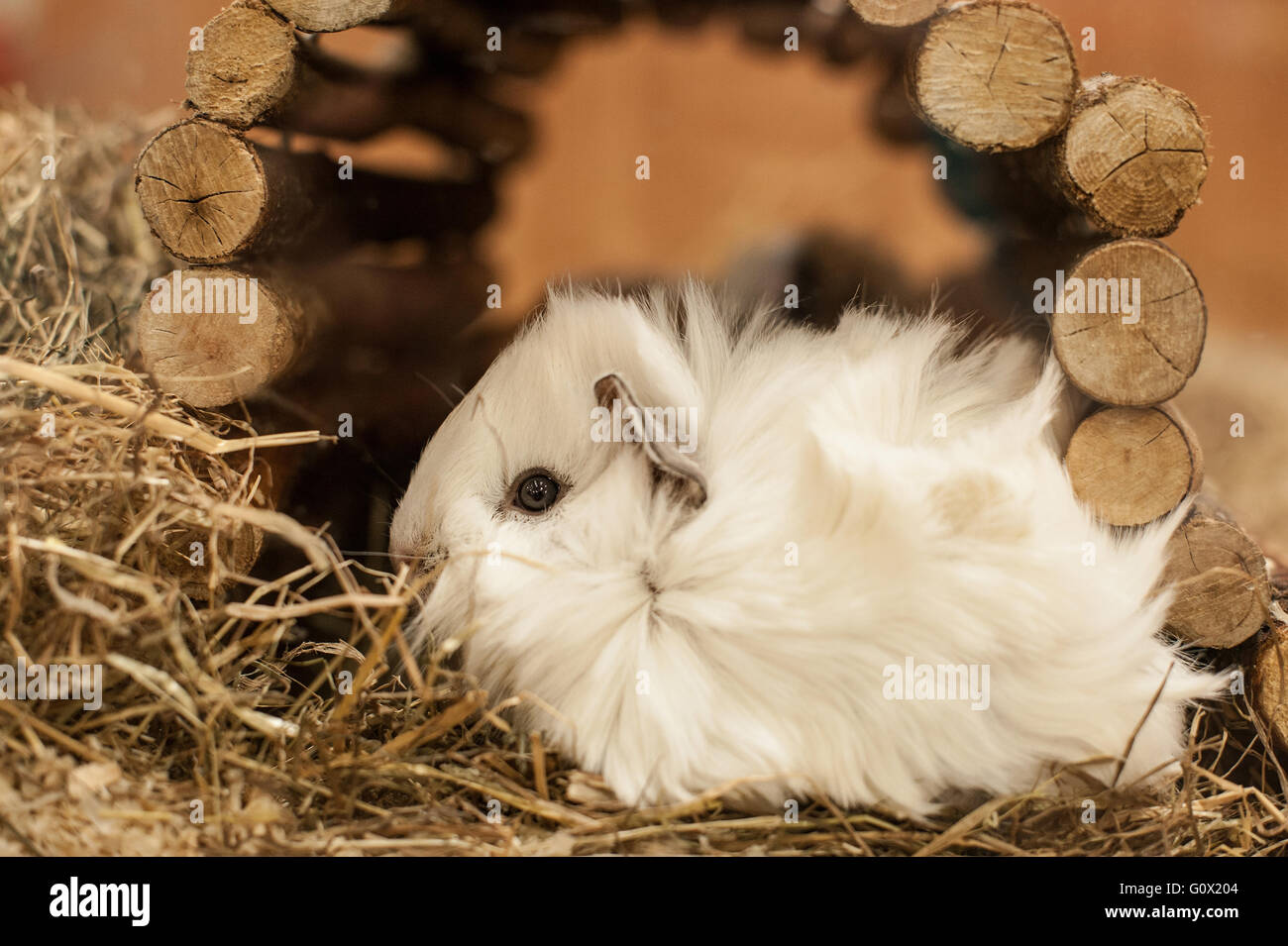 Guinea Pigs hiding under a log roll Stock Photo Alamy