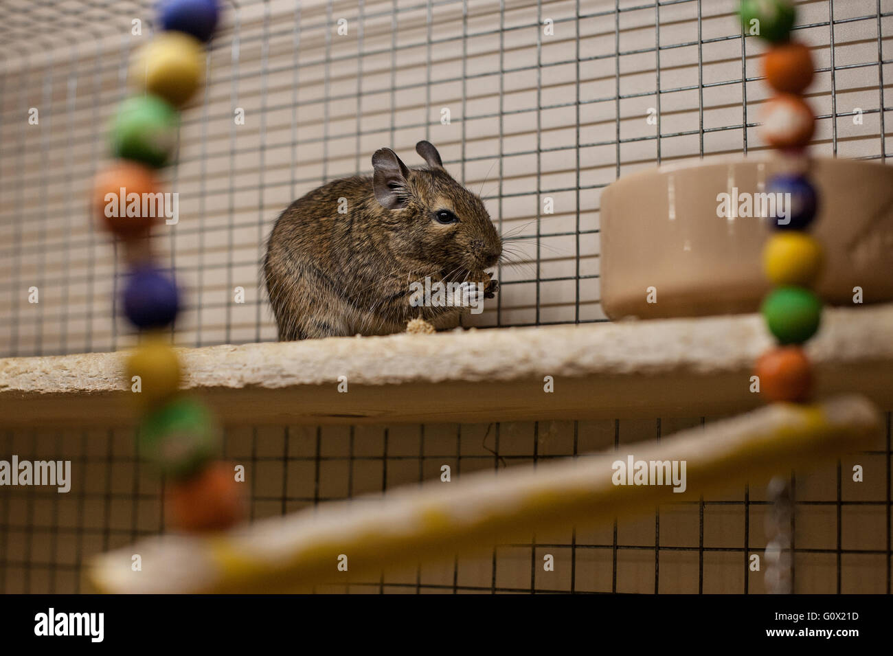 Degu eating maize Stock Photo