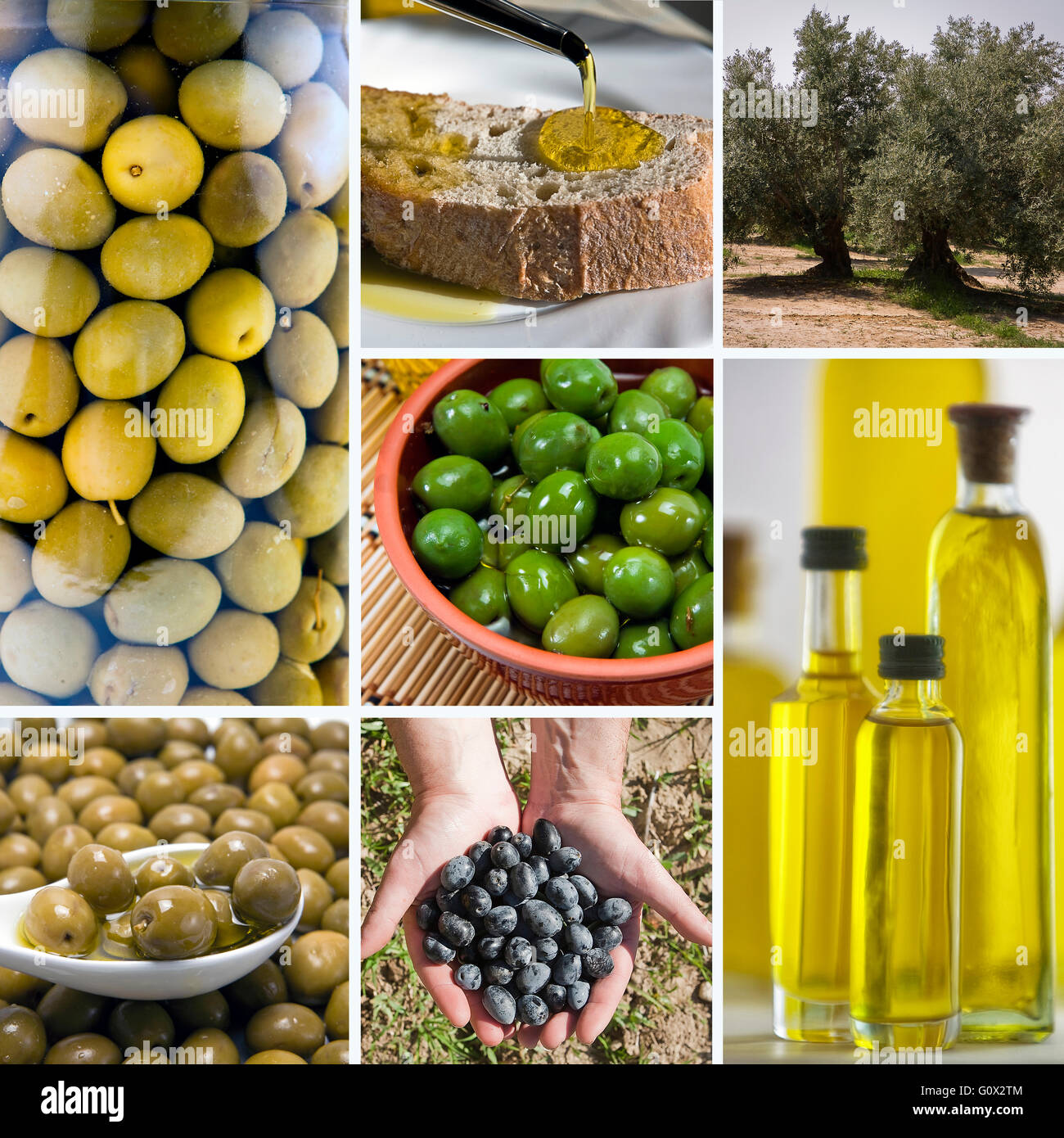 Olive harvest collage made of seven images. Freshly harvested olives, olive oil on olive wood Stock Photo
