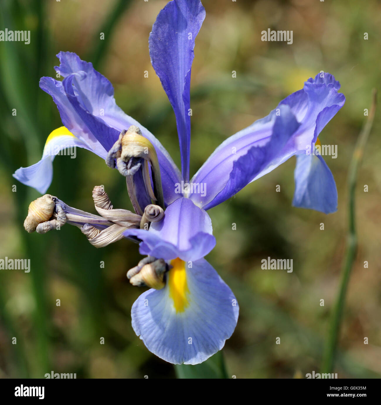 Iris spuria, Blue Iris, Spurious Iris, Bastard Iris, rhizomatous tall perennial herb with linear leaves, blue beardless flowers Stock Photo