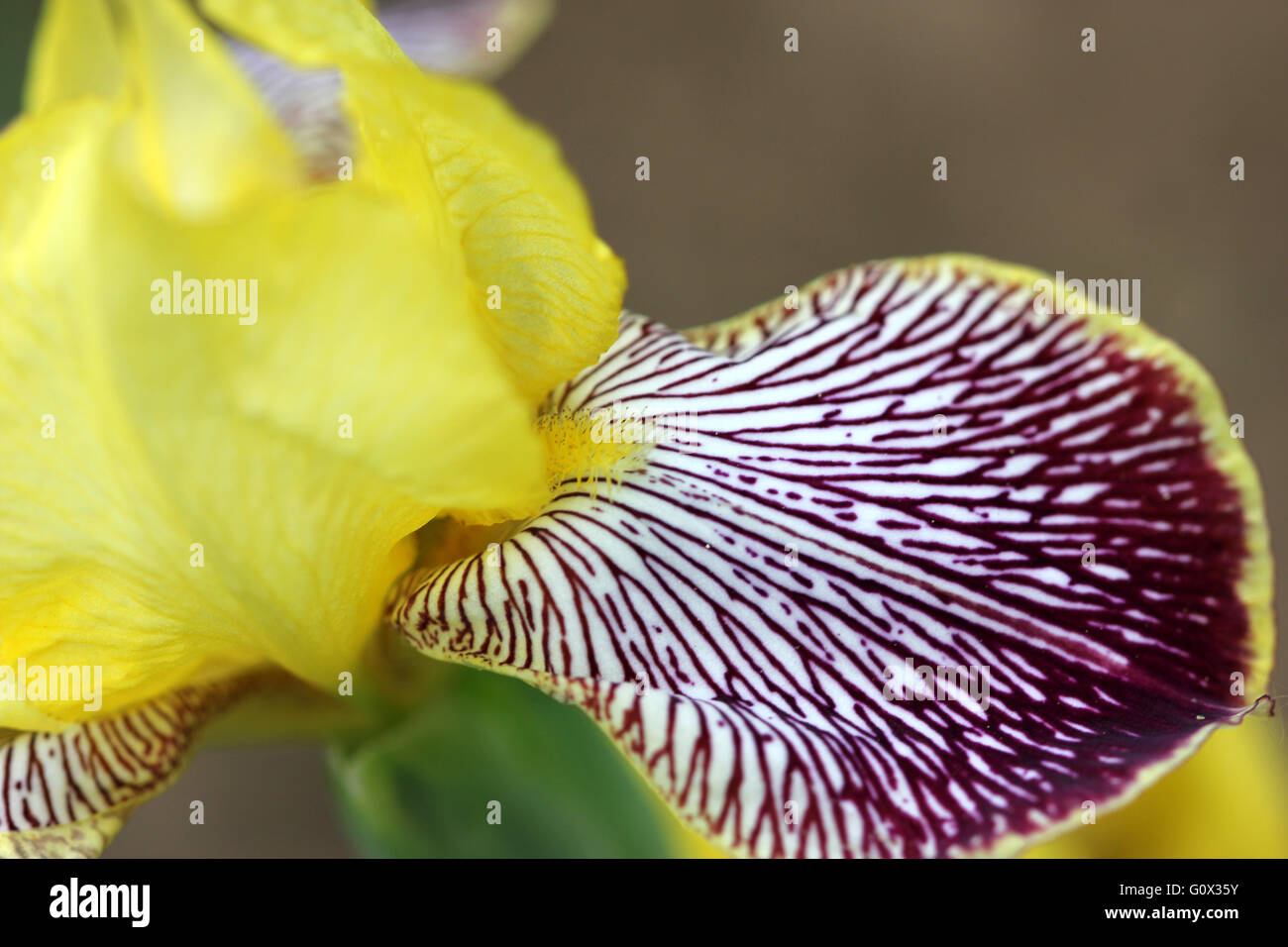 Iris variegata, Hungarian Iris, rhizomatous perennial herb, branched stems, slightly falcate ribbed leaves, yellow-white flower Stock Photo