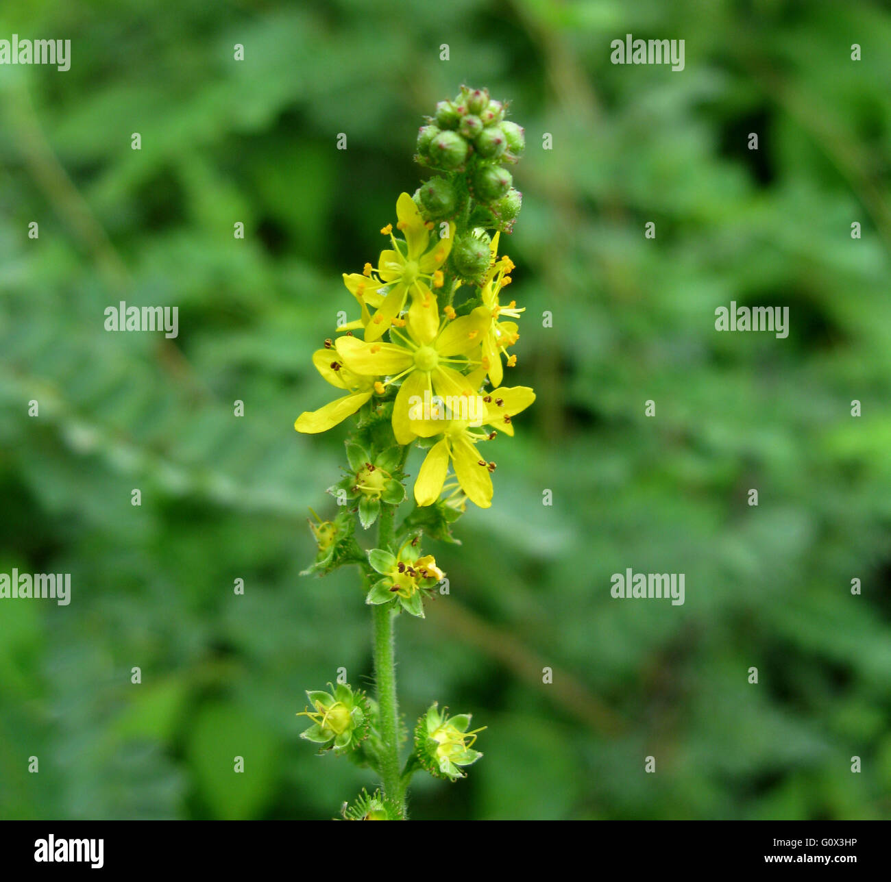 Tiny Yellow Flowers Stock Photo