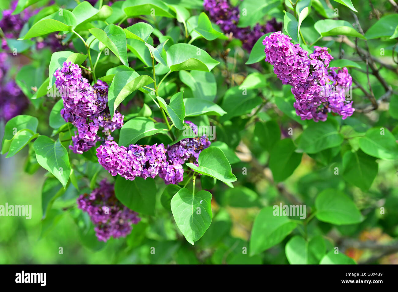 Lilac flowers blooming on lilac tree branch in early springtime Stock Photo