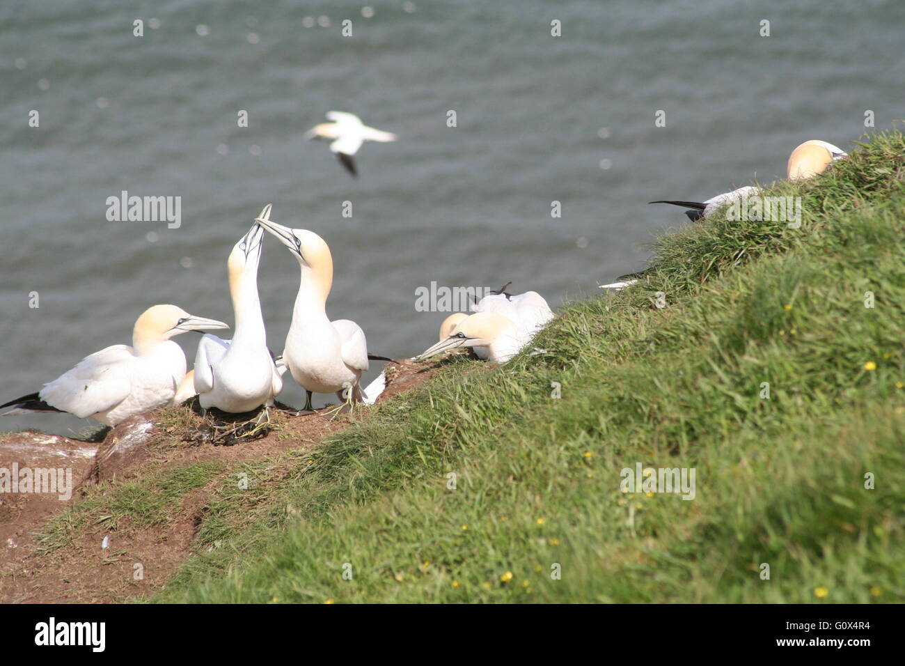 Courtship ritual of birds hi-res stock photography and images - Alamy