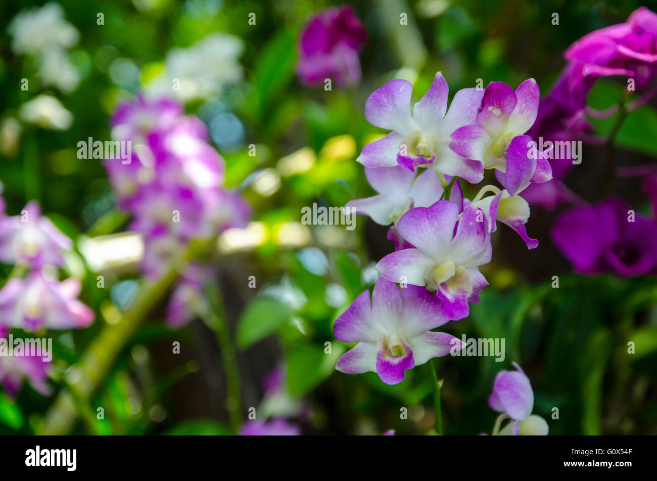 Beautiful dendrobium orchids in Rayong, Thailand Stock Photo