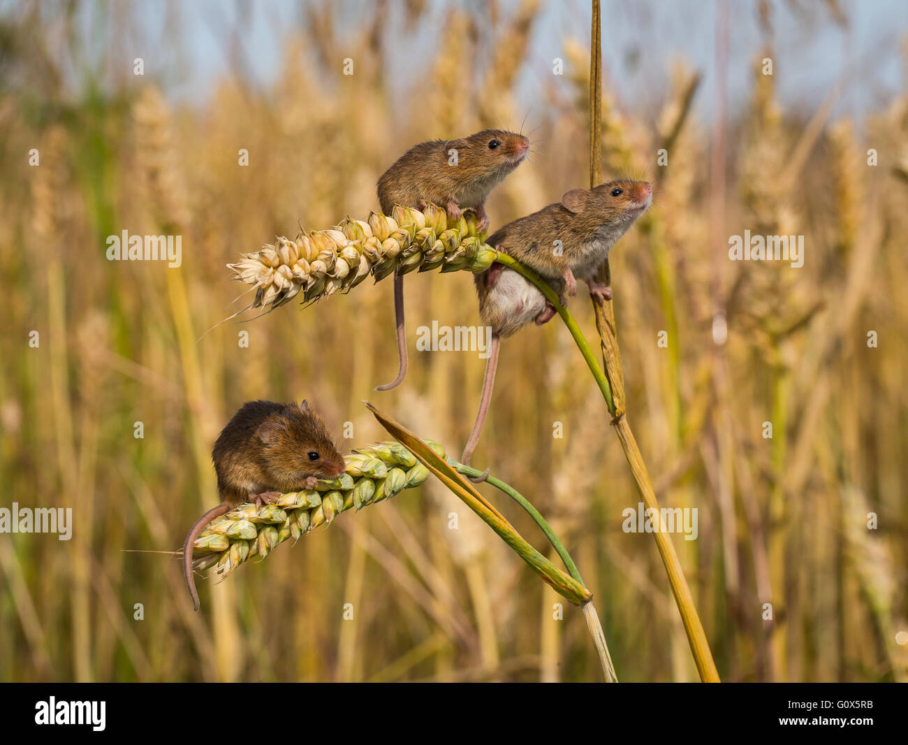 Harvest mice Stock Photo