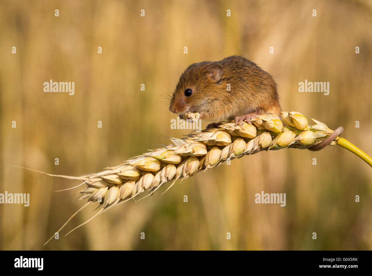 Harvest mouse eating hires stock photography and images Alamy