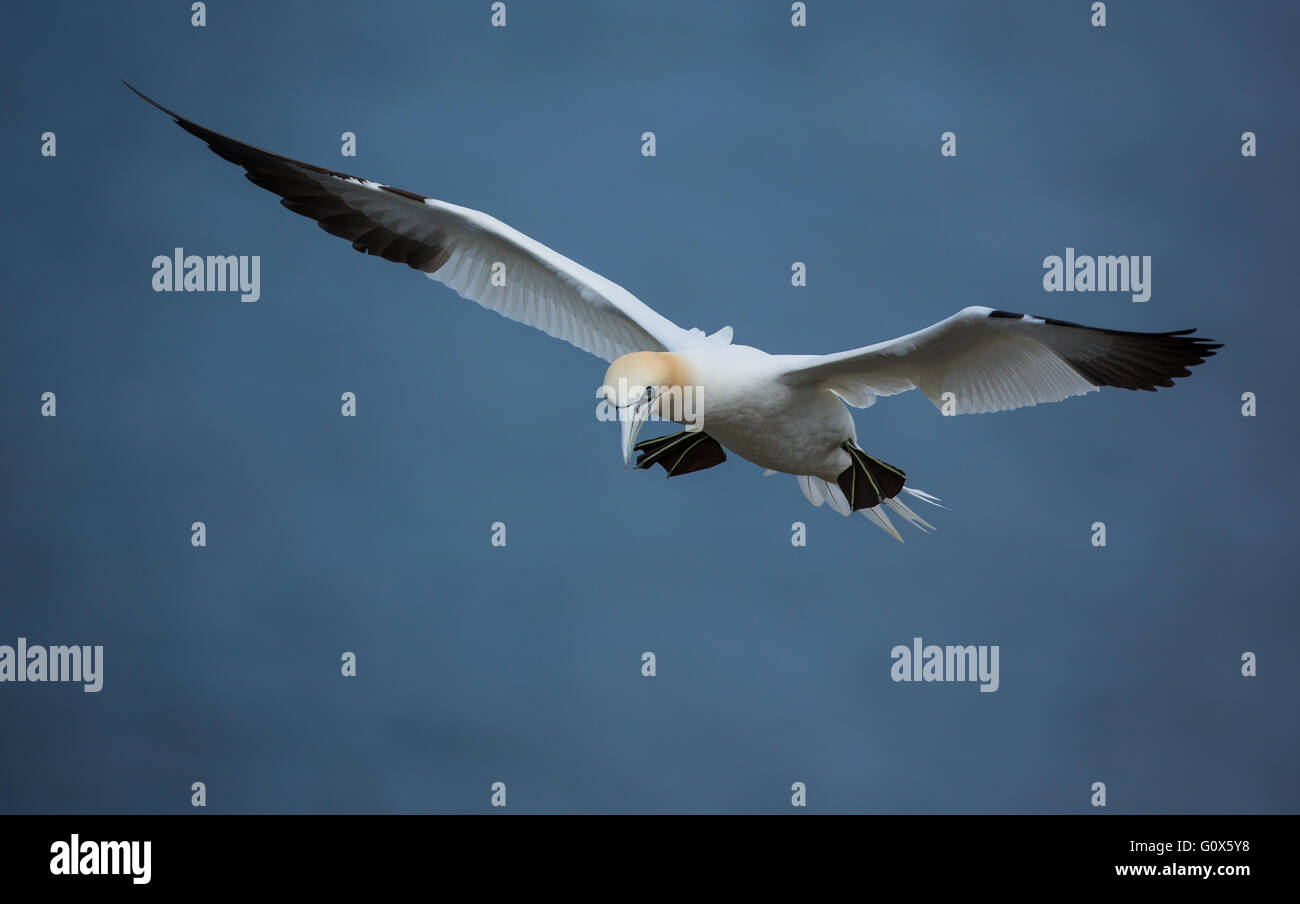 Gannet gliding Stock Photo