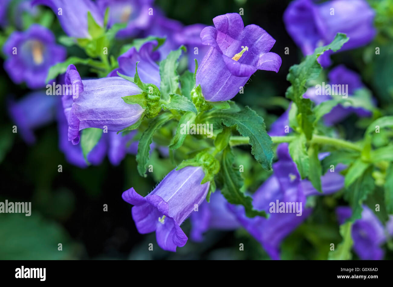 Close up of canterbury bells Stock Photo - Alamy