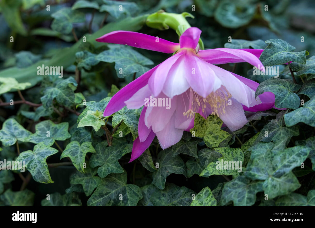 Close up of pink orchid cactus flower Stock Photo Alamy