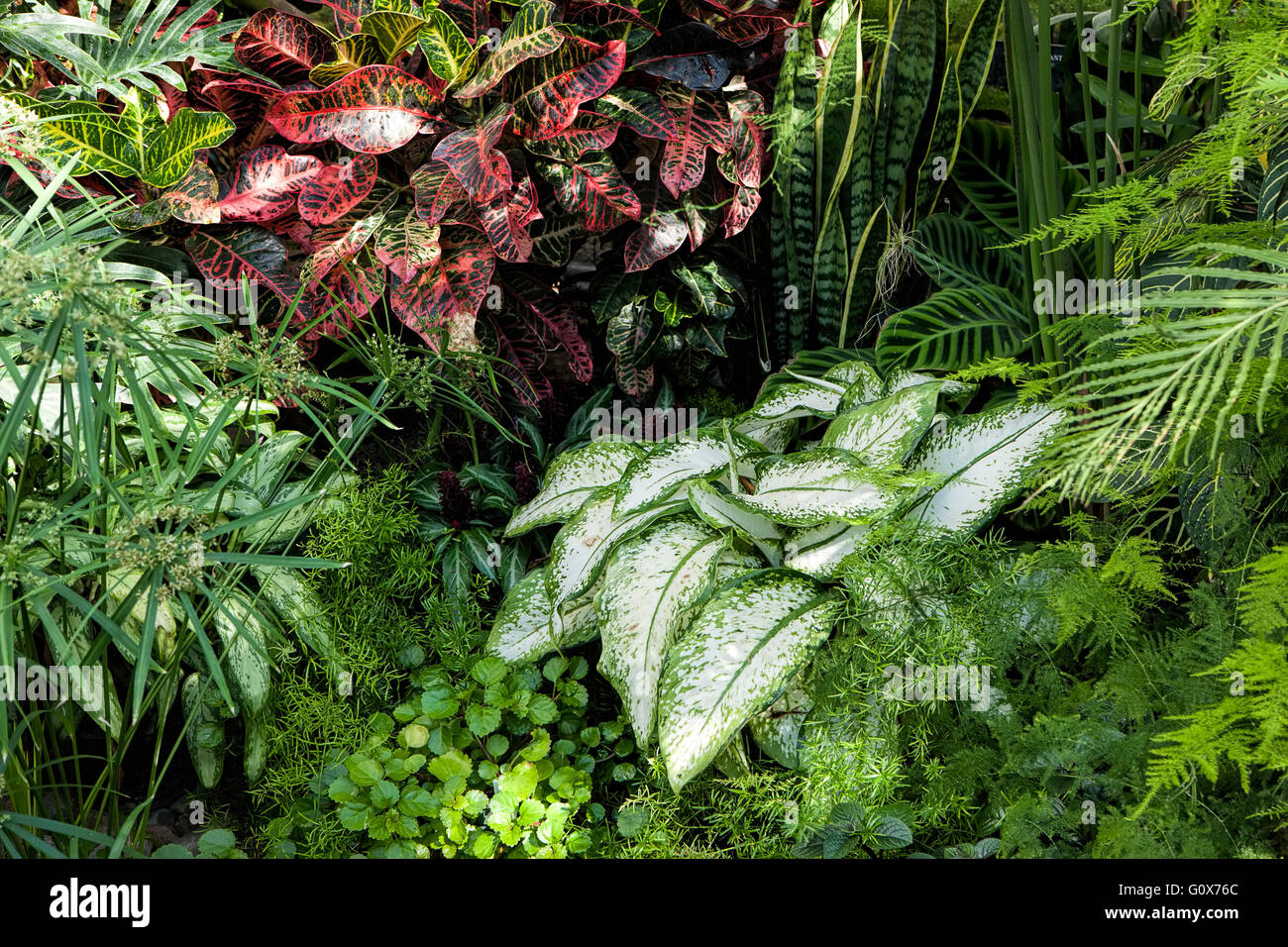 Various ferns hi-res stock photography and images - Alamy