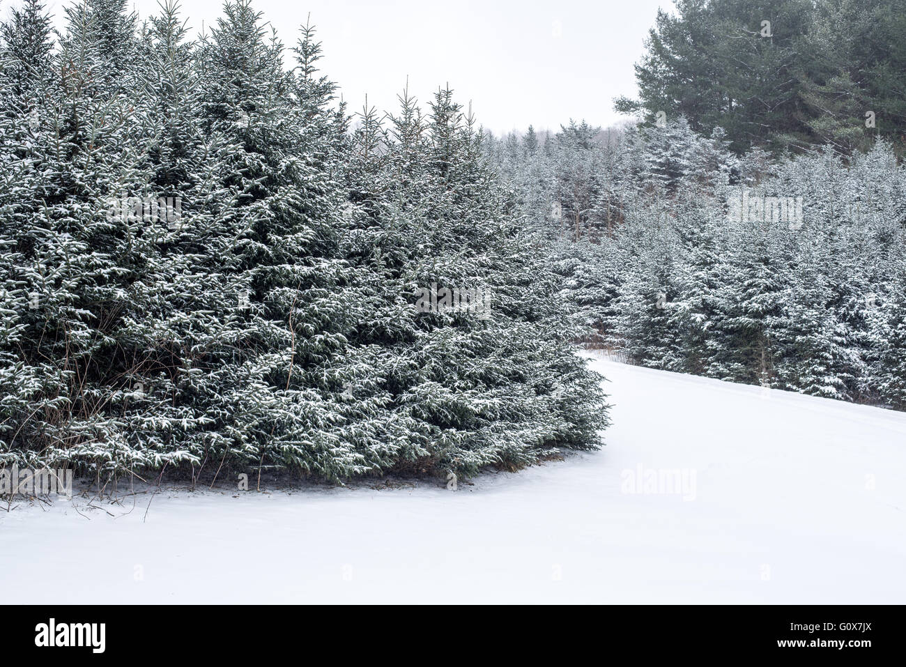Ashe county christmas trees hires stock photography and images Alamy