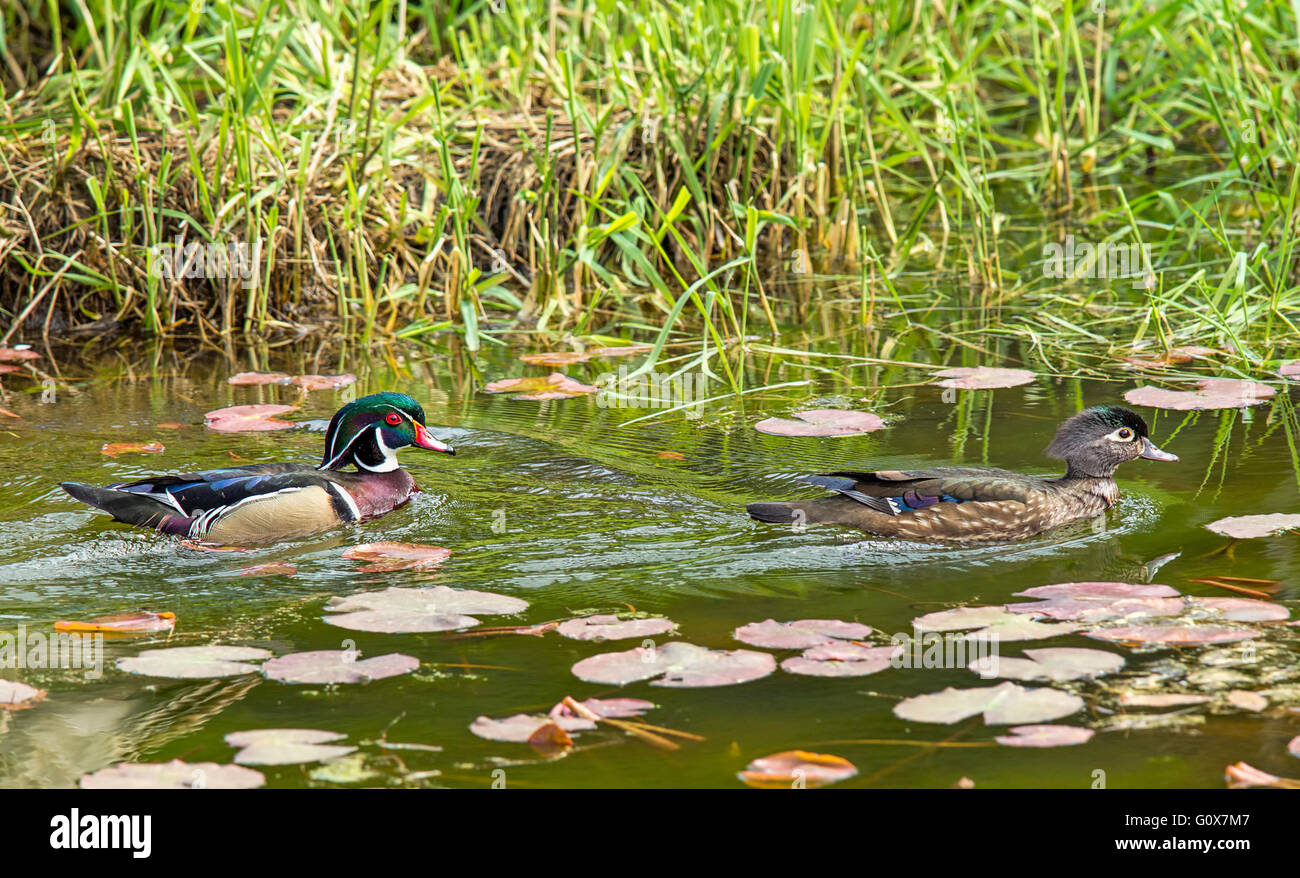 Male and female wood ducks Stock Photo Alamy