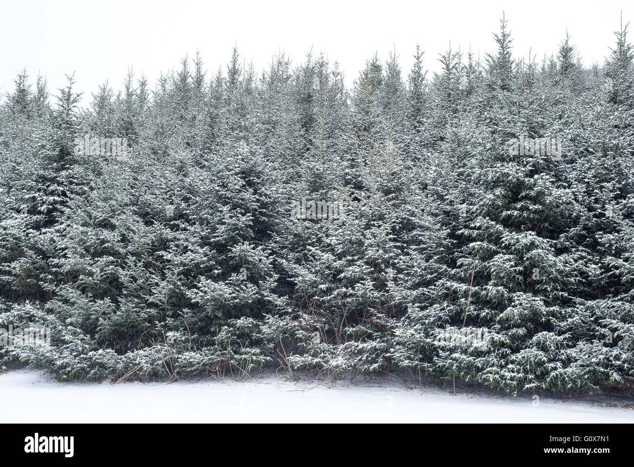 Ashe county christmas trees hires stock photography and images Alamy