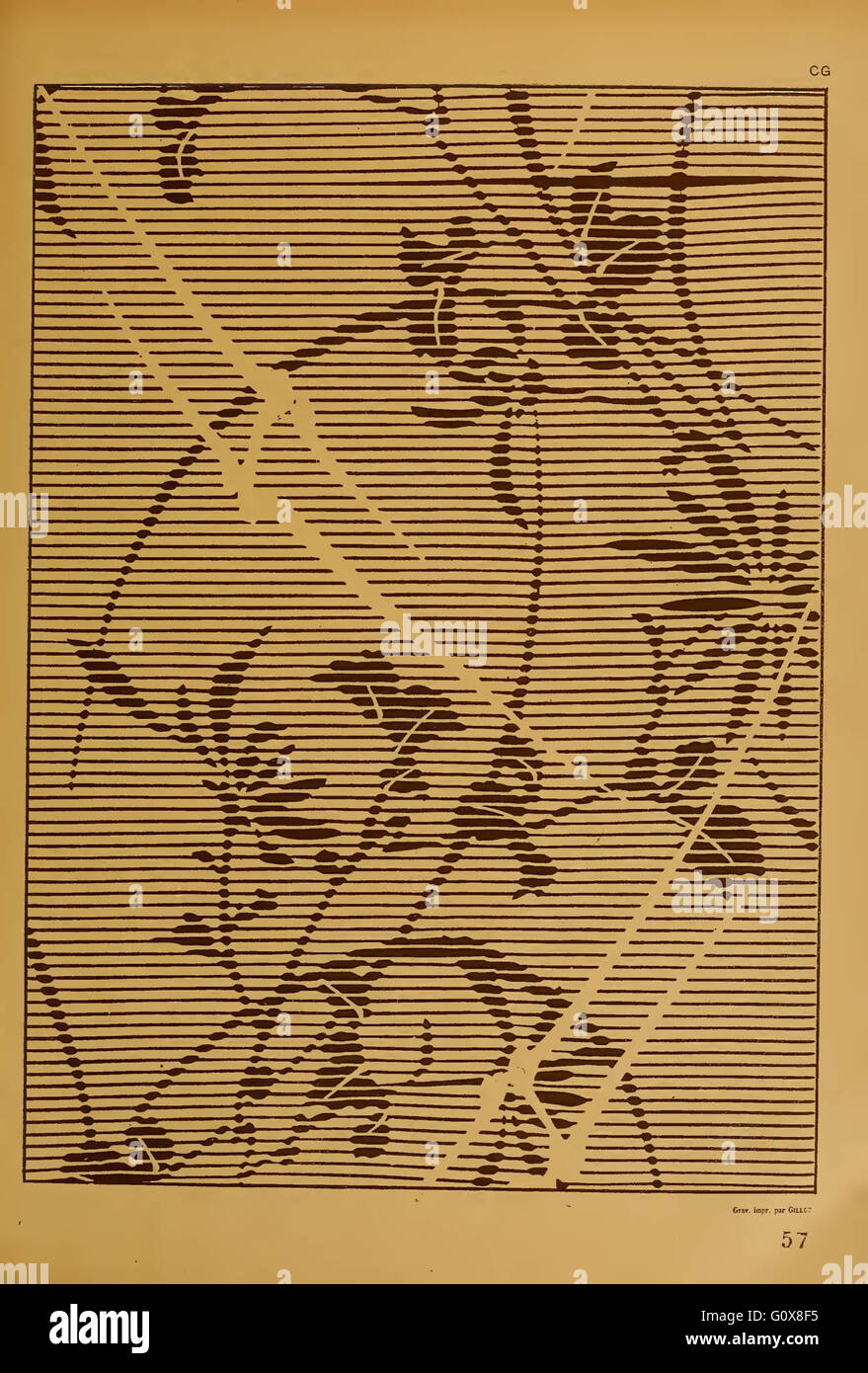 Chinks Bronzés à Motif Fleurs Sauvages Showman - Neufs (équitation Western)