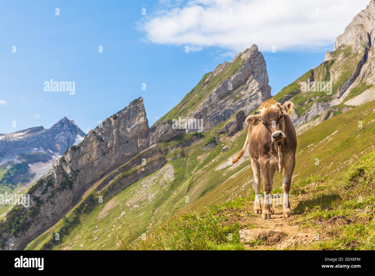 Cow on the trail hires stock photography and images Alamy
