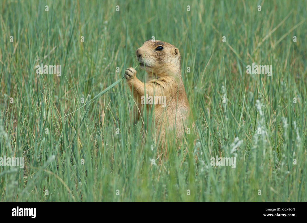 Utah Prairie Dog (Cynomys parvidens) Threatened, Bryce Canyon National Park, Utah Stock Photo