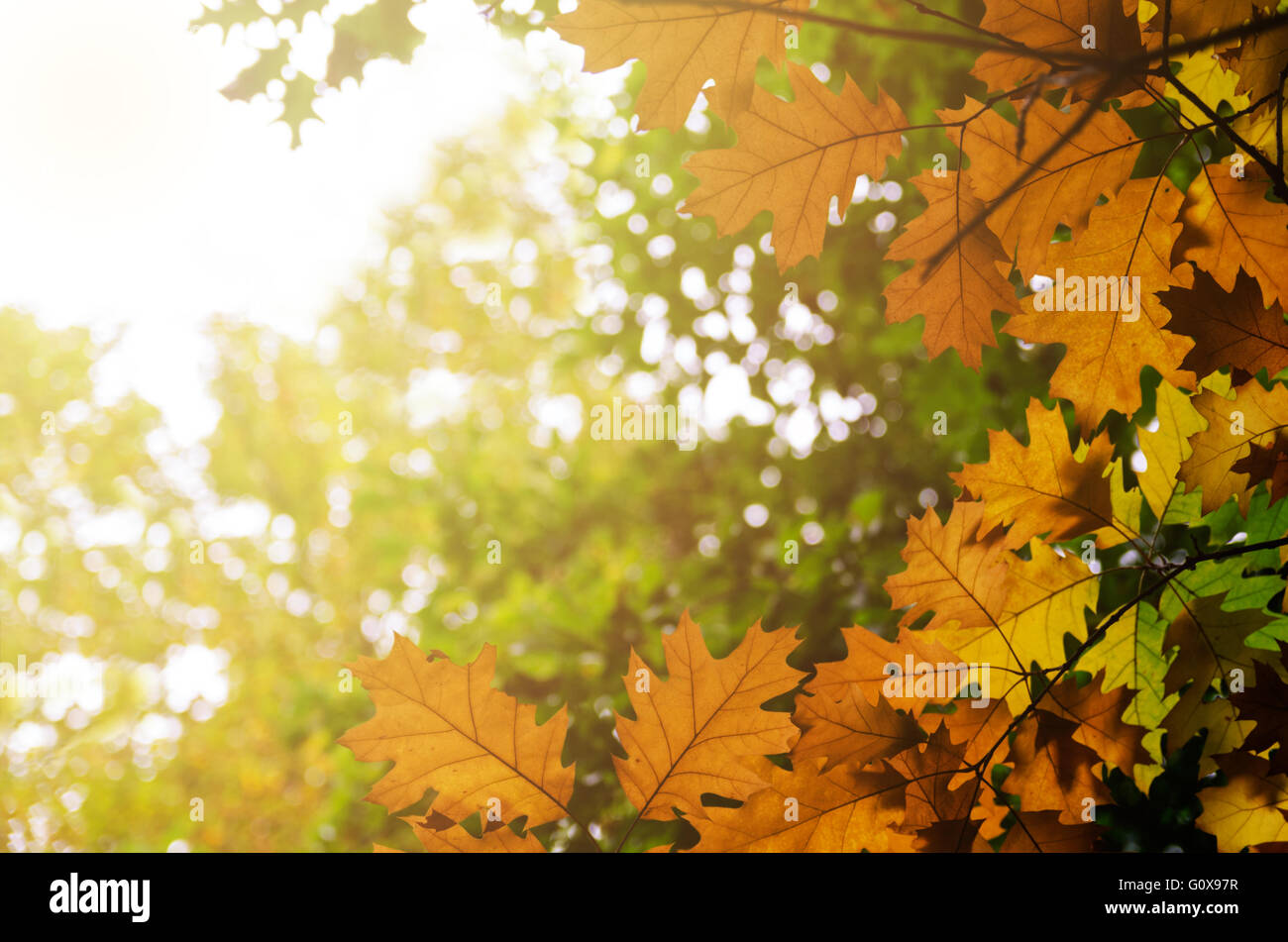 Autumn colors in the forest Stock Photo - Alamy
