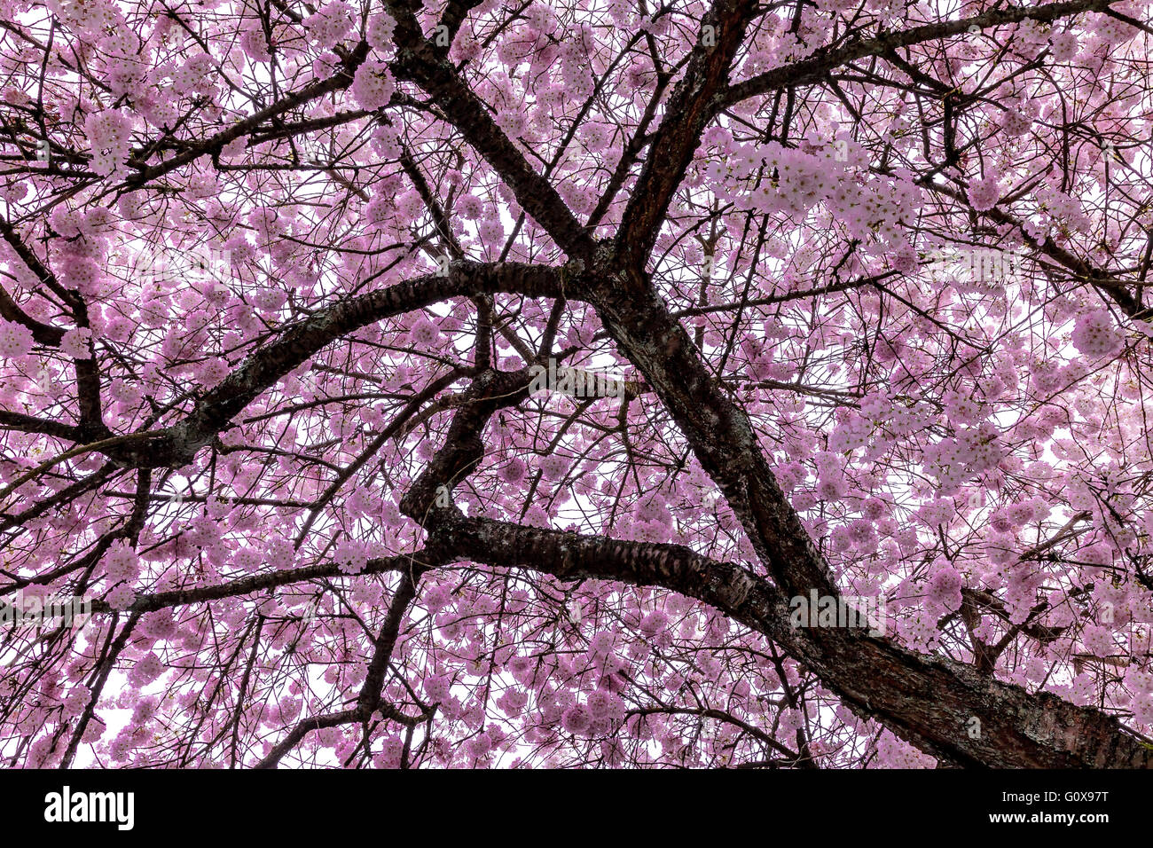 Cherry blossom tree in full hi-res stock photography and images - Alamy