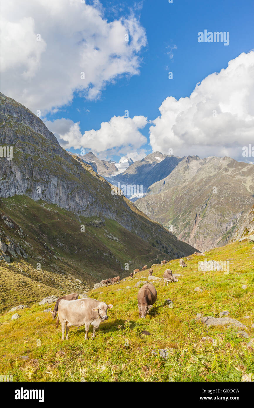 Group of cows eating grass in swiss alps with view of the famous ...