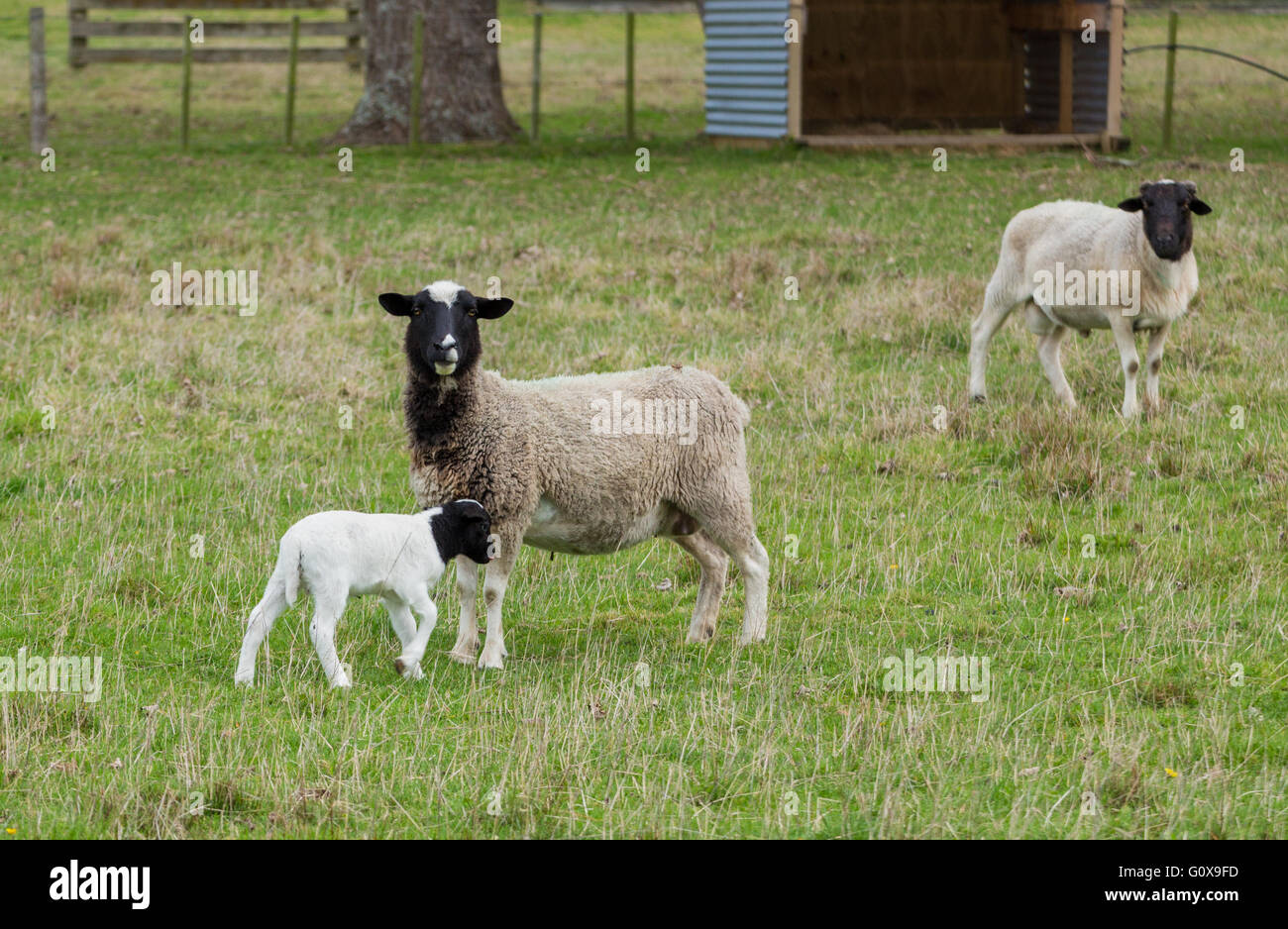 Dorper mother & Father sheep with their young lamb Stock Photo Alamy