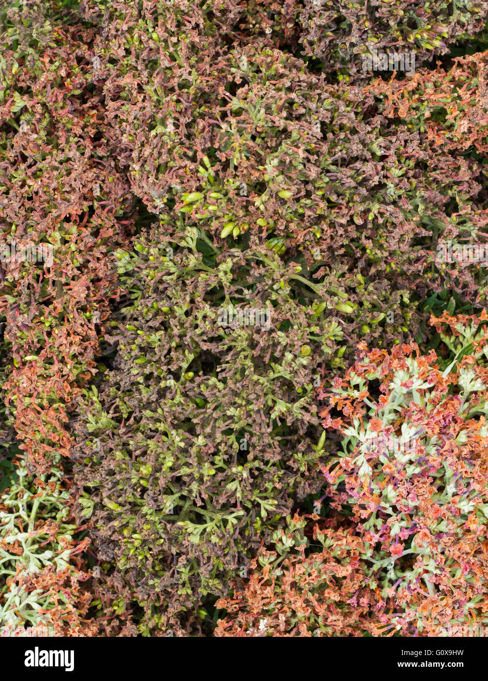 Dried Buddleja make a different looking texture image Stock Photo - Alamy