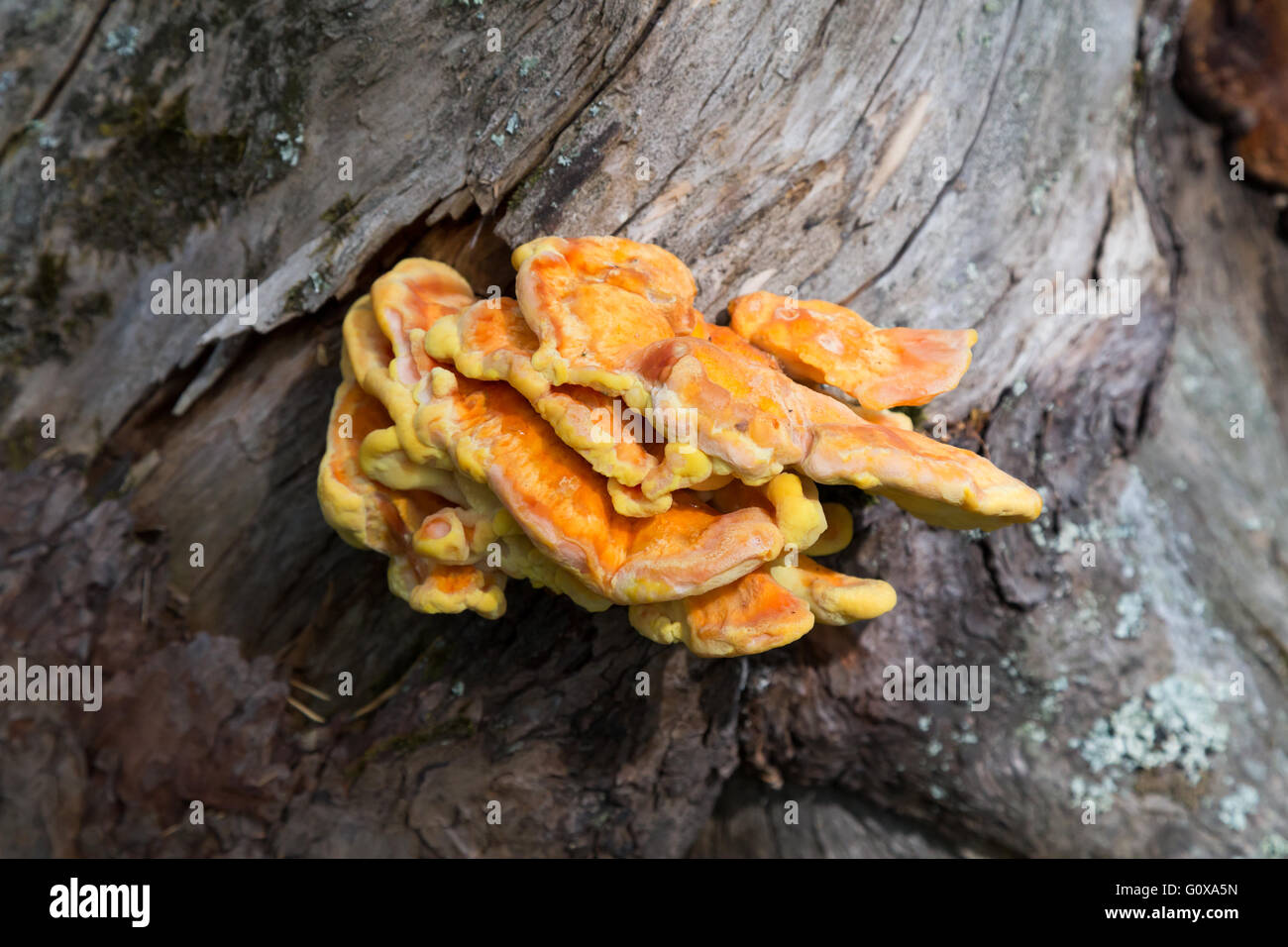 Yellow mushroom in landscape park Stolby, near Krasnoyarsk, Russia Stock Photo