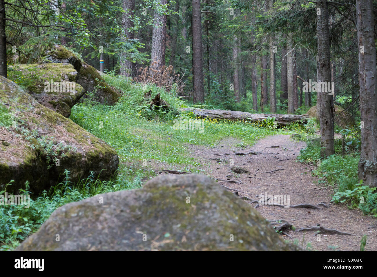 Landscape park Stolby, near Krasnoyarsk, Russia Stock Photo