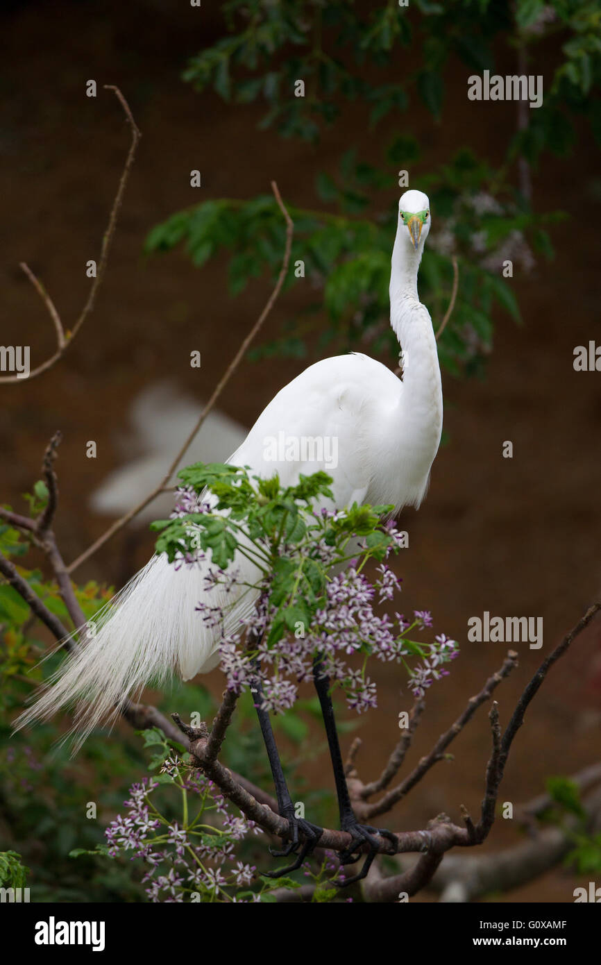 Great Egret and Chicks in Nest Stock Photo
