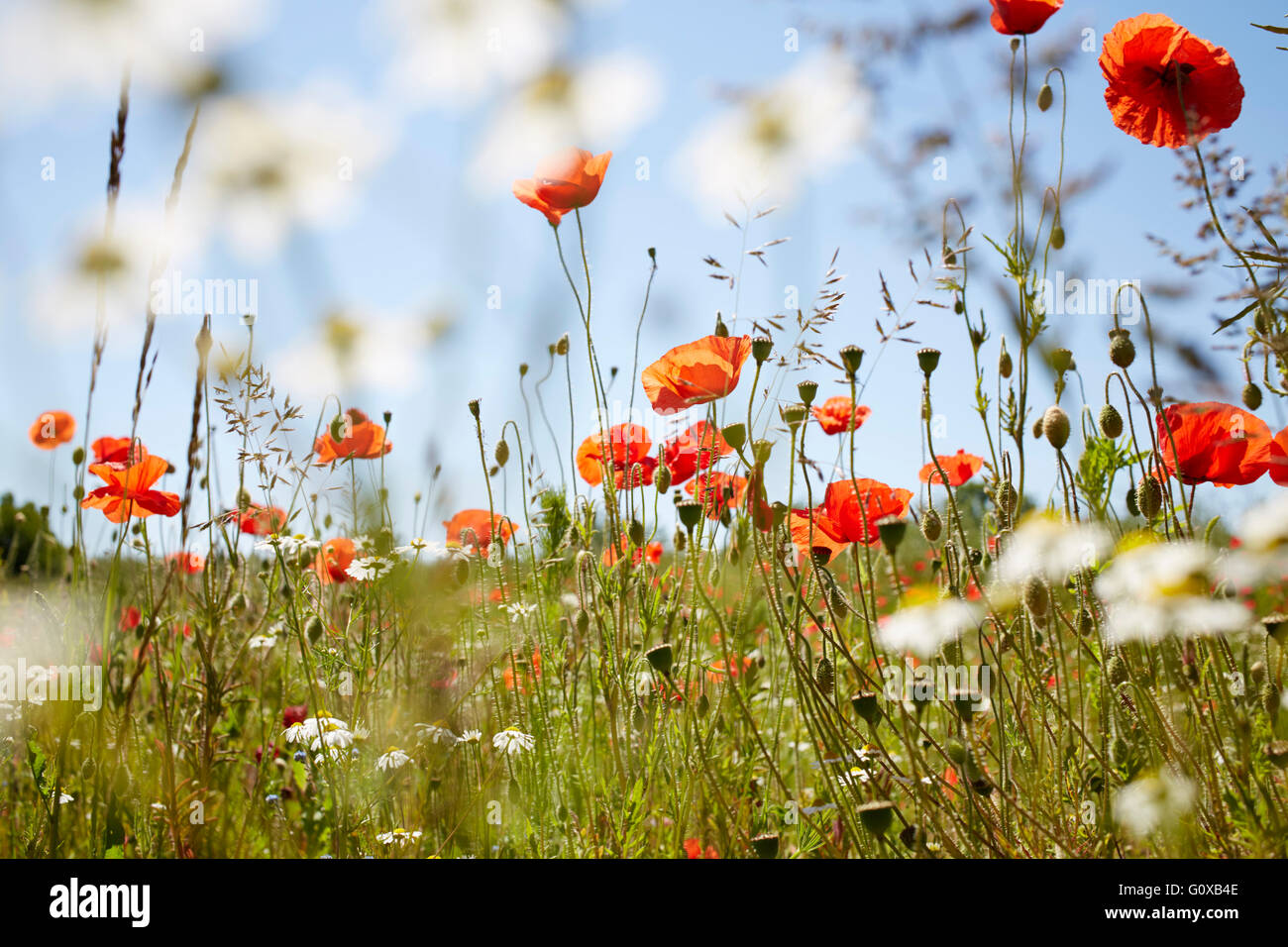 Red Field Poppies and Camomile in Meadow in Summer, Denmark Stock Photo